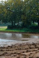 Varsha Ritu (Indian Monsoon)