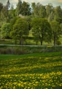 Vasant Ritu (Indian Spring)