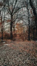 Sharad Ritu (Indian Autumn)