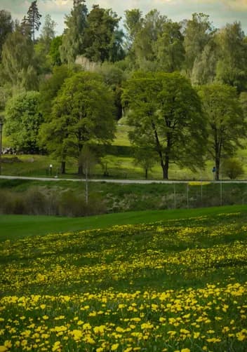 Vasant Ritu (Indian Spring)
