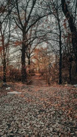 Sharad Ritu (Indian Autumn)